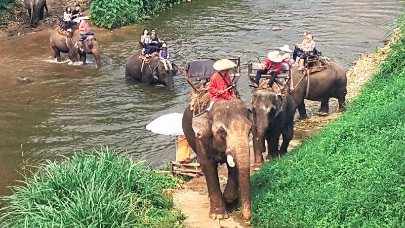 Elephant Rescue Park Mae Taeng Visit